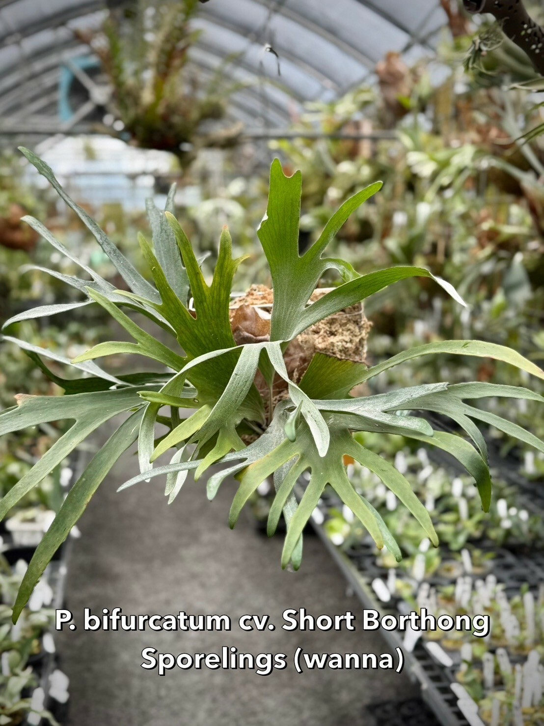 ビカクシダ P.BTSS bifurcatum borthong short special 🌱P. bifurcatum 'BTSS'🌱 【Borthong Special Short 】 from