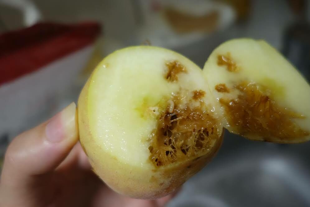果蠅寶寶孵化