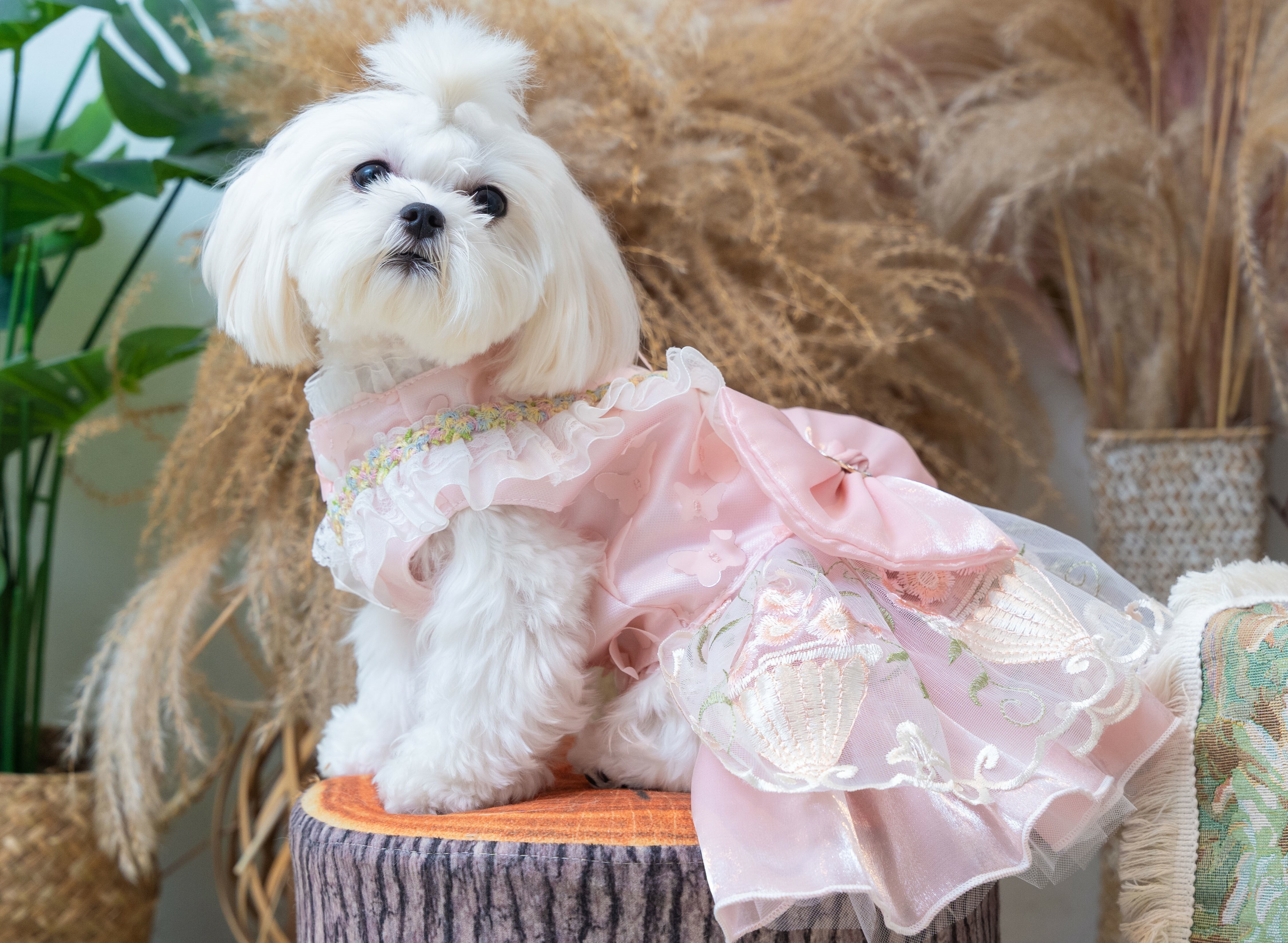 Fairy Butterfly Prom Dress