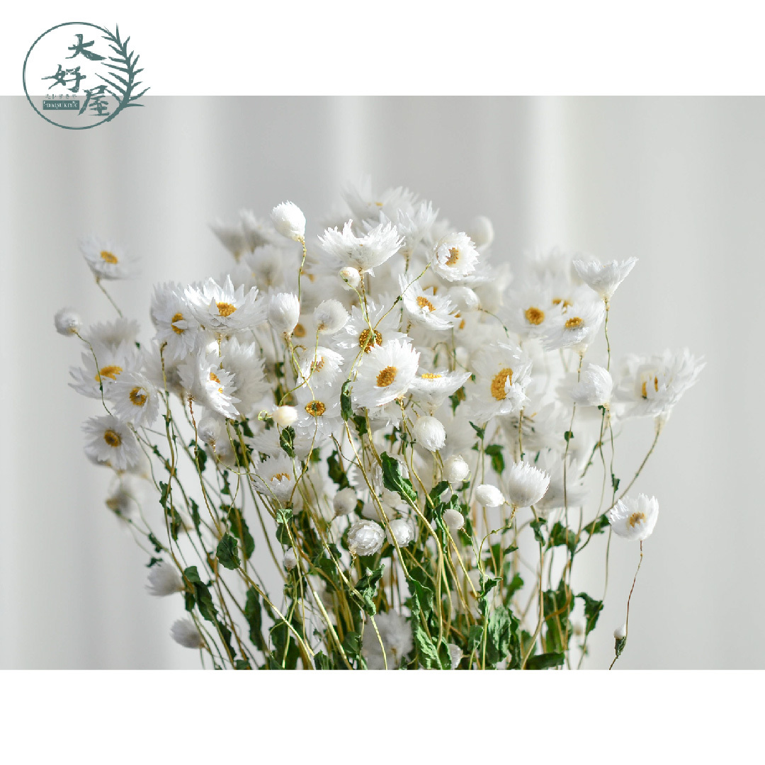 乾燥羅斯丹菊【大束裝】