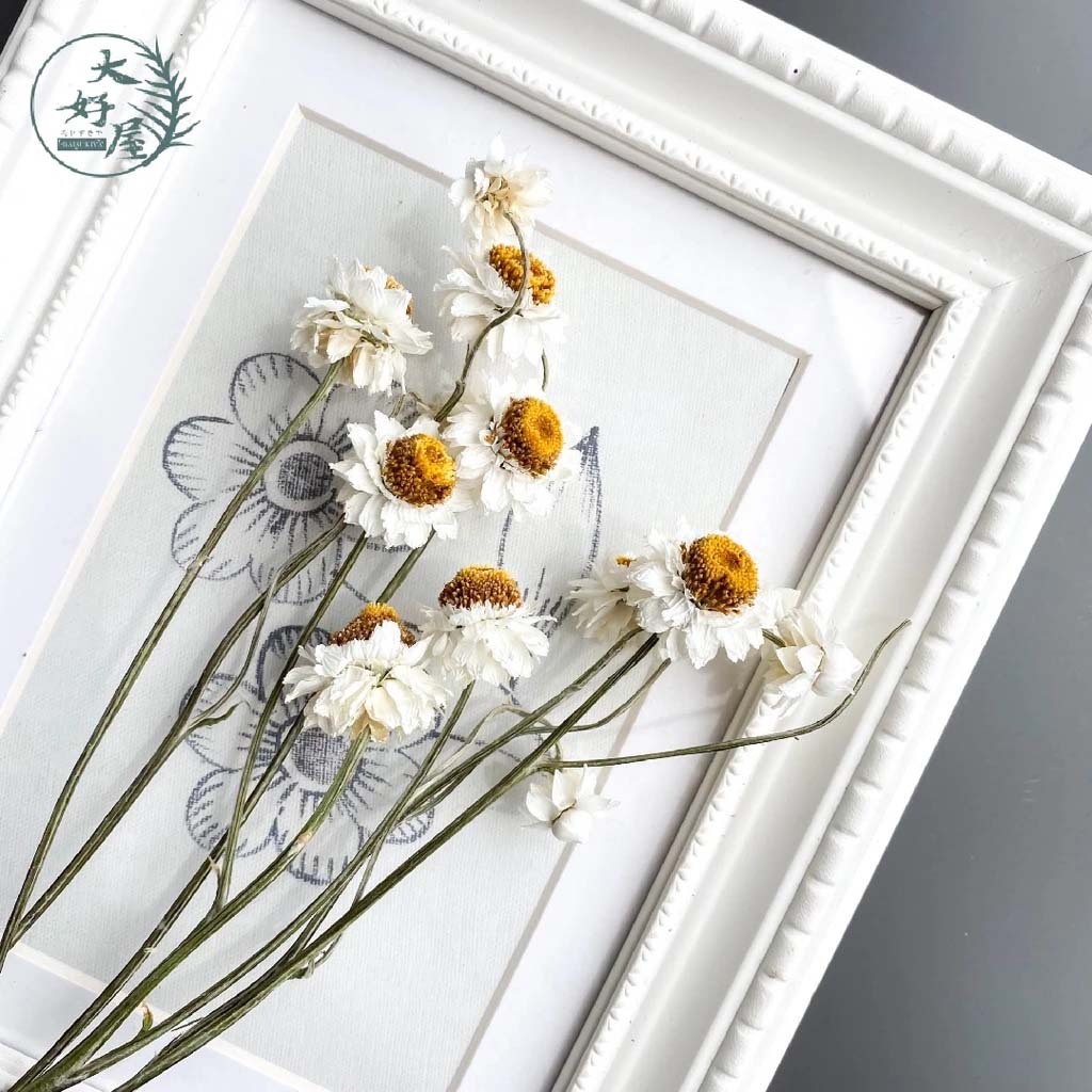 乾燥洋甘菊【小】