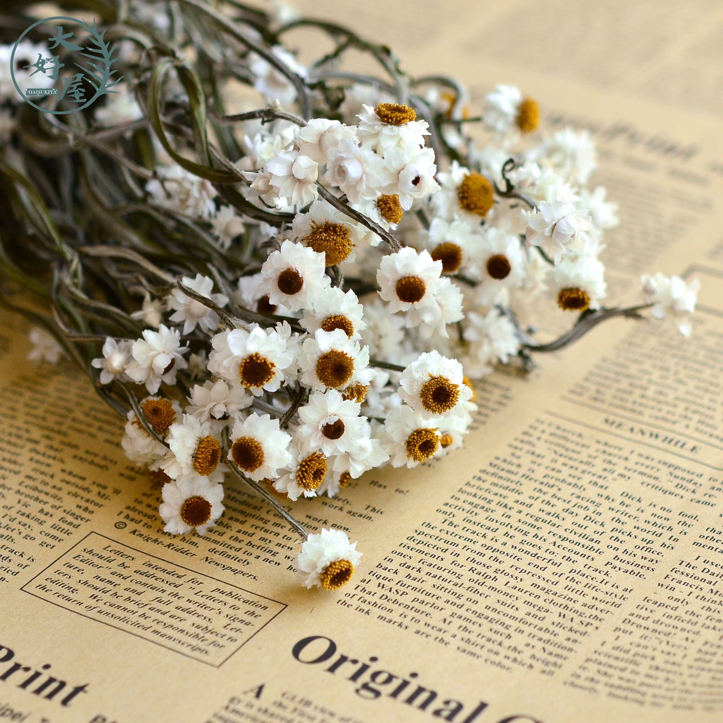 乾燥洋甘菊【大】