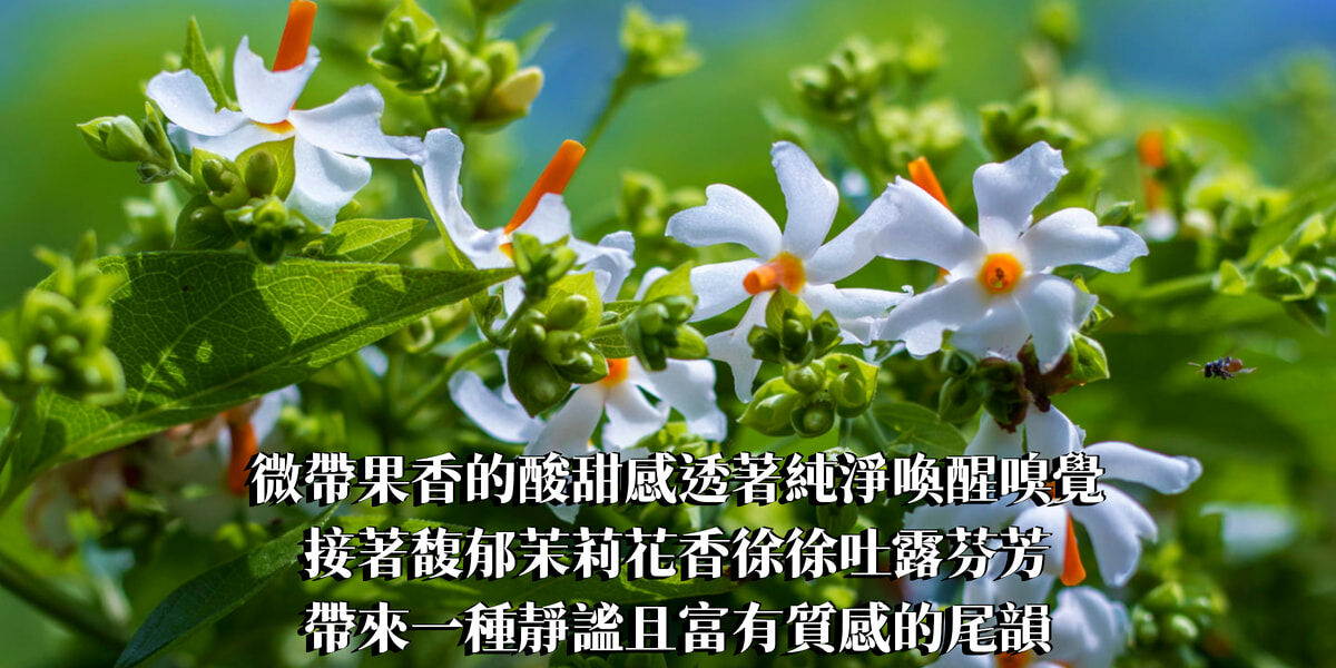 珊瑚茉莉精油香水10ml【INTP命定香】