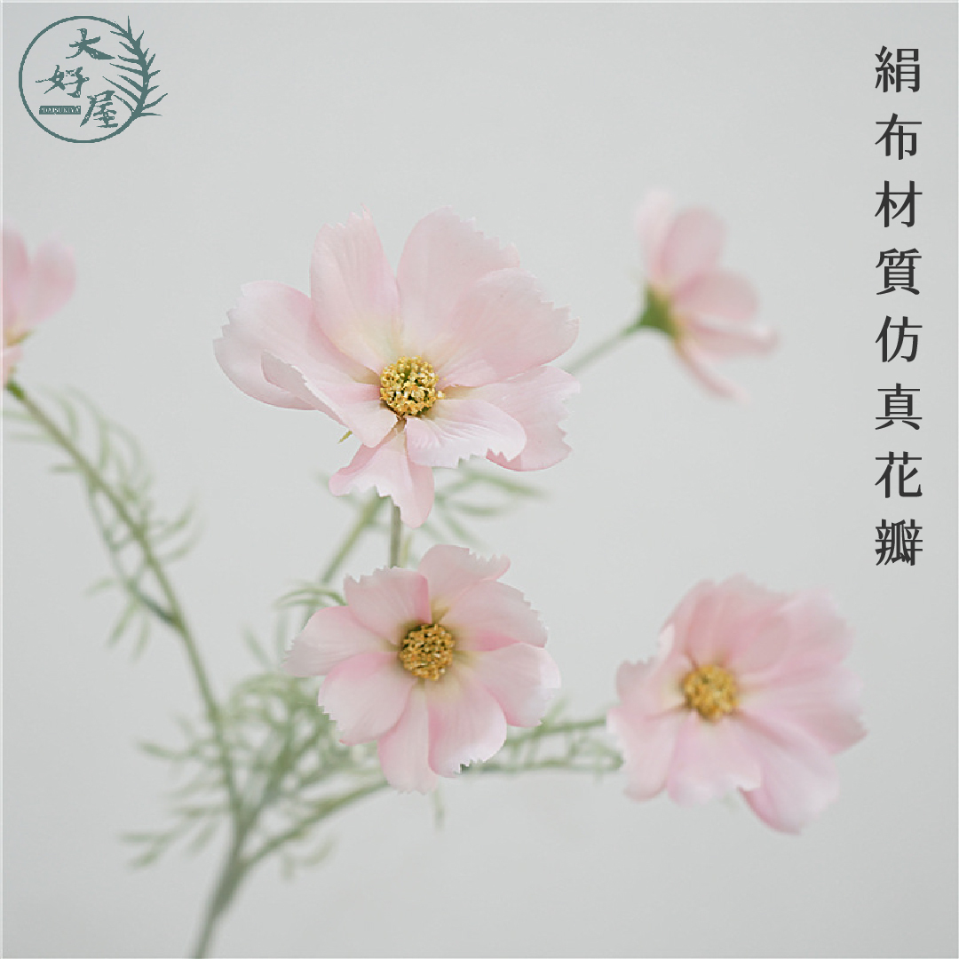 仿真公主波斯菊_售完不入