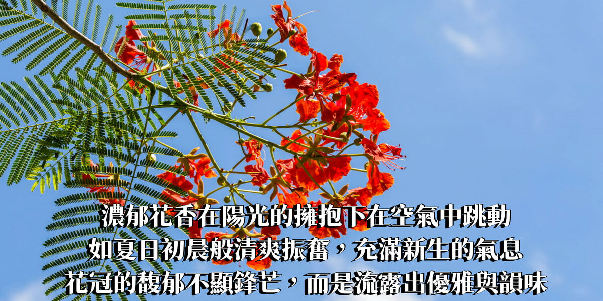 經典鳳凰木精油香水10ml【ISTP命定香】