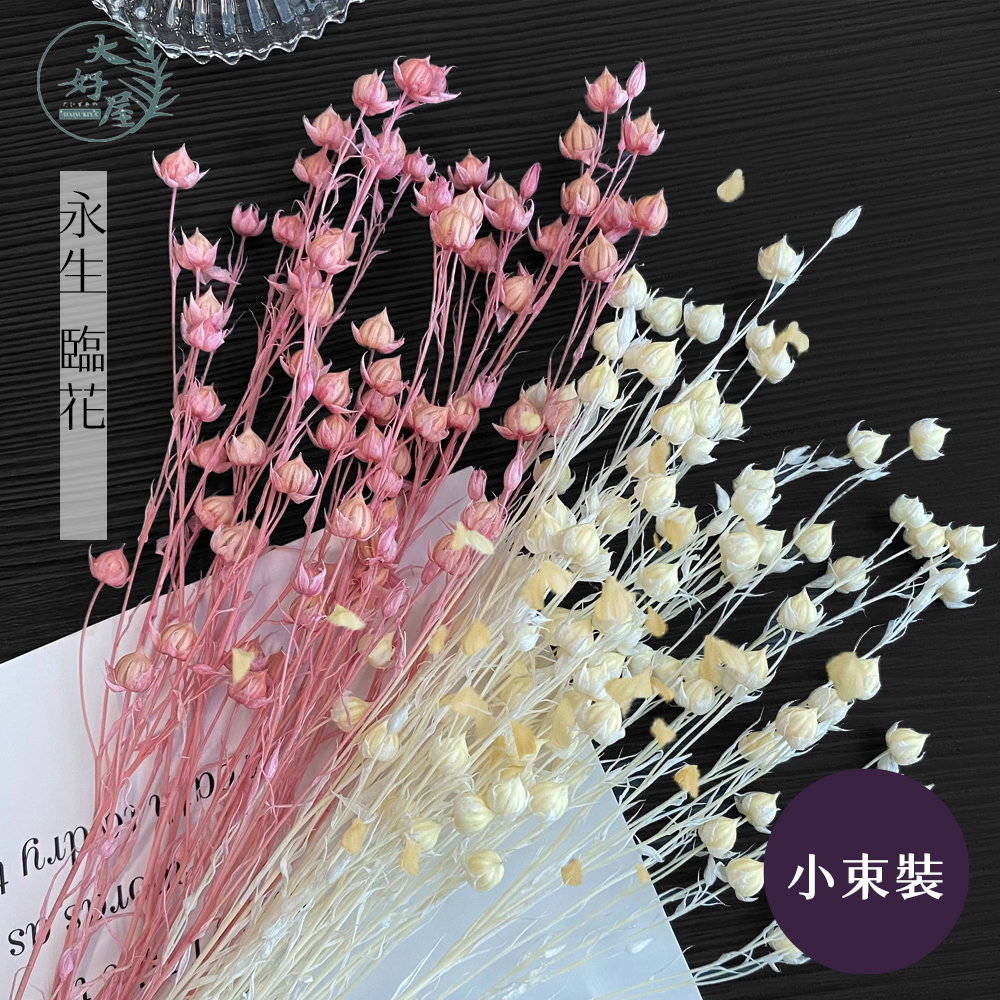永生/乾燥 臨花【小束裝】(相思豆)