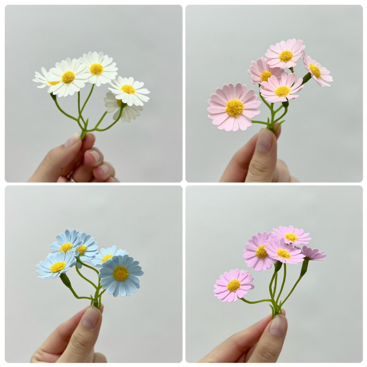 洋甘菊肥皂花 (50入)