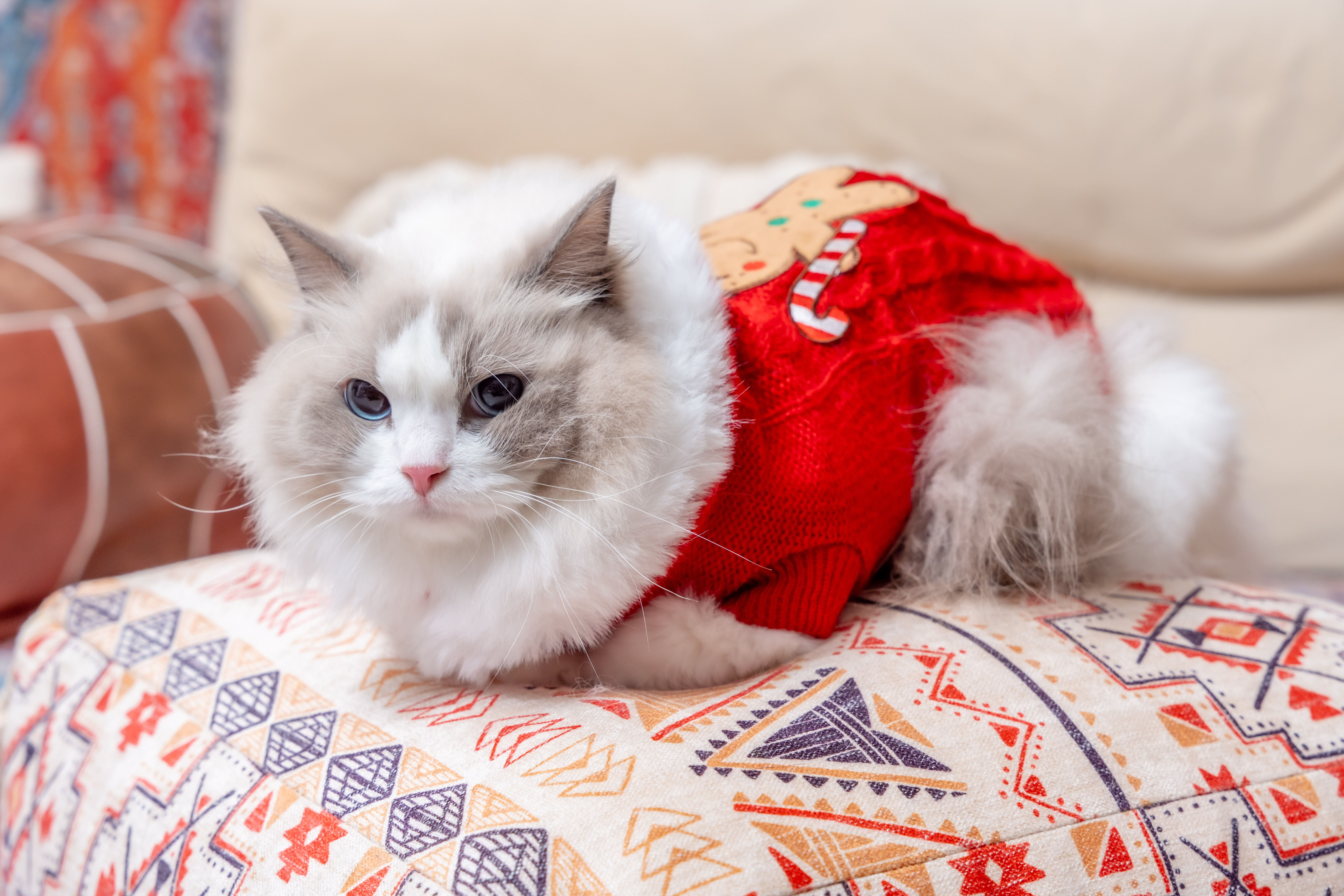 Winter Gingerbread Man Sweater