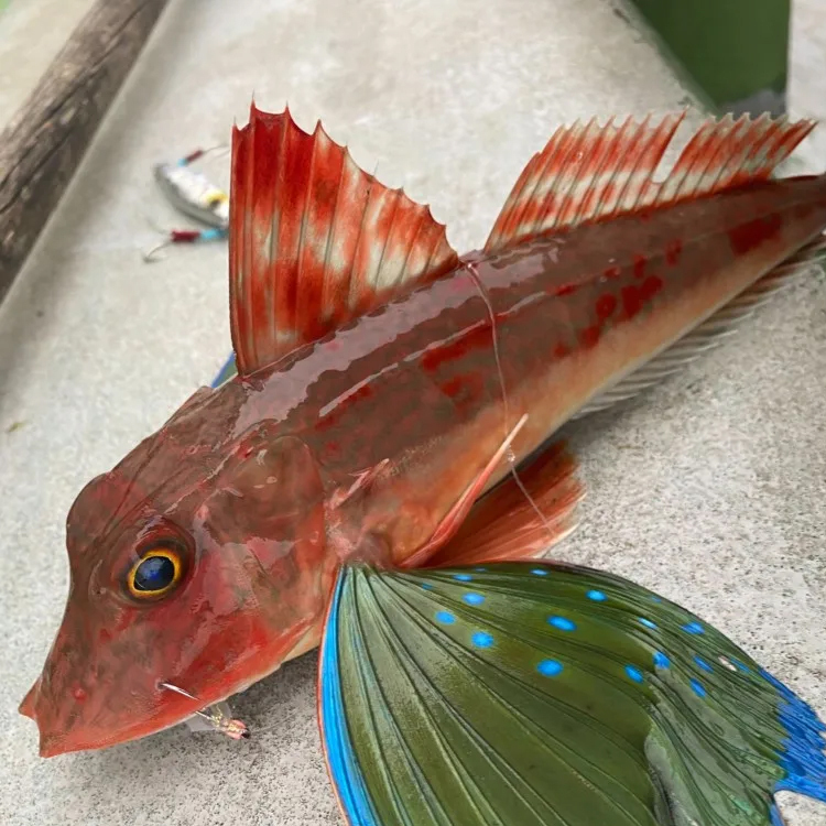 竹麥魚ホウボウ