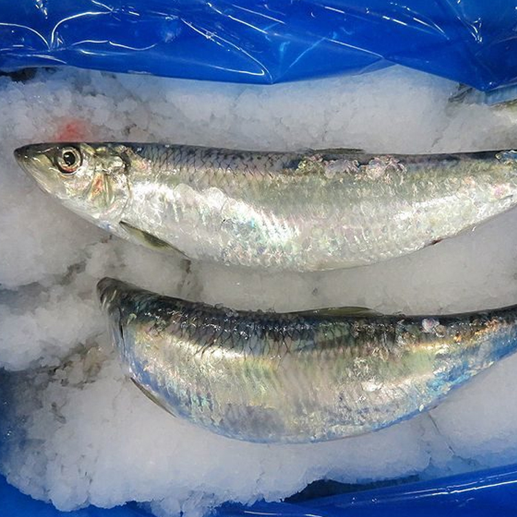 鯡魚ニシン