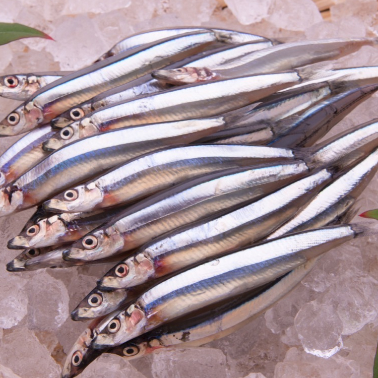黍魚子キビナゴ