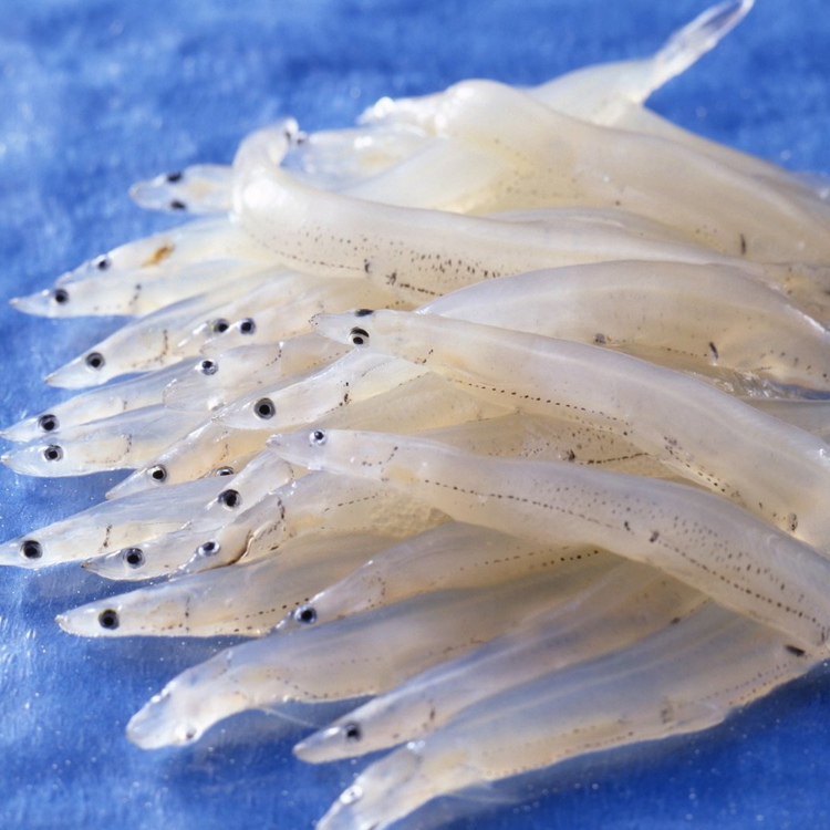 白魚シラウオ