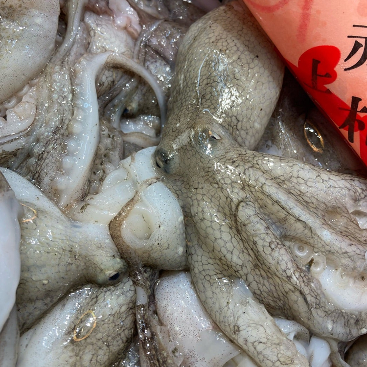 飯蛸イイダコ