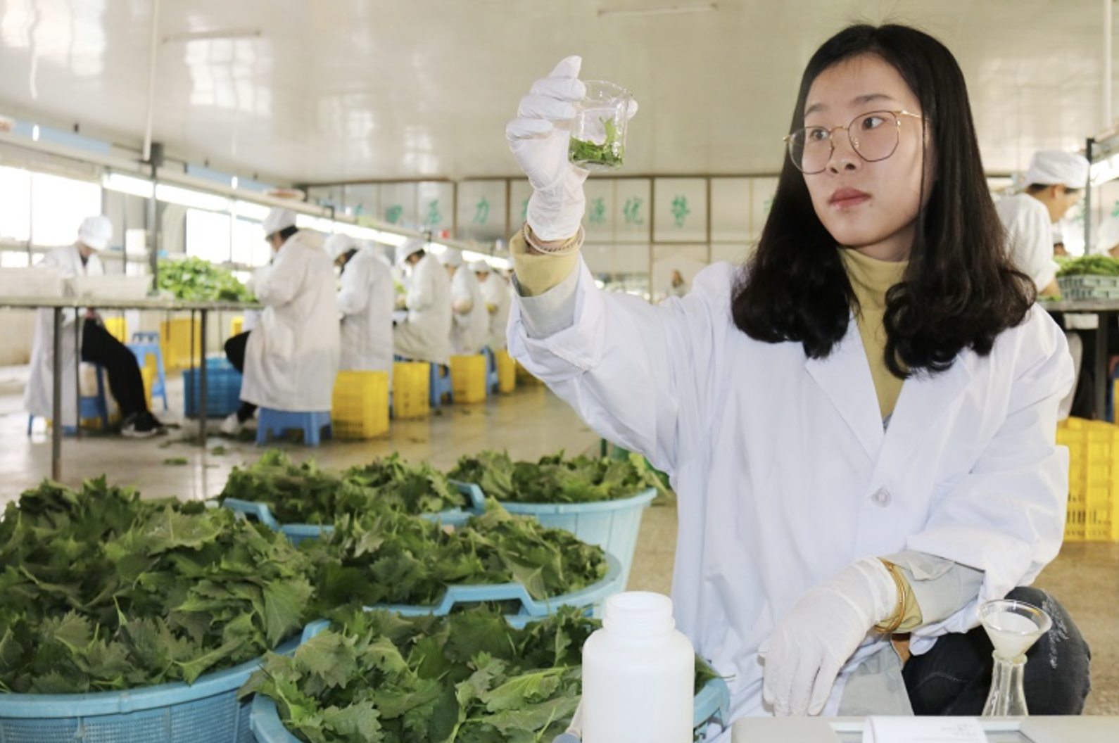 檢測員正在對即將上市的農產品進行安全檢測