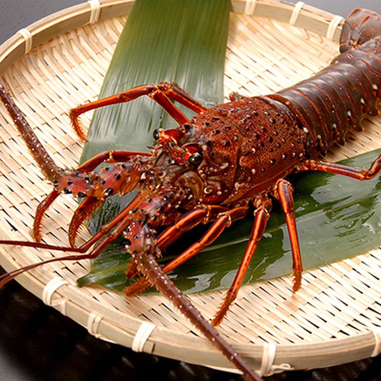 伊勢龍蝦イセエビ