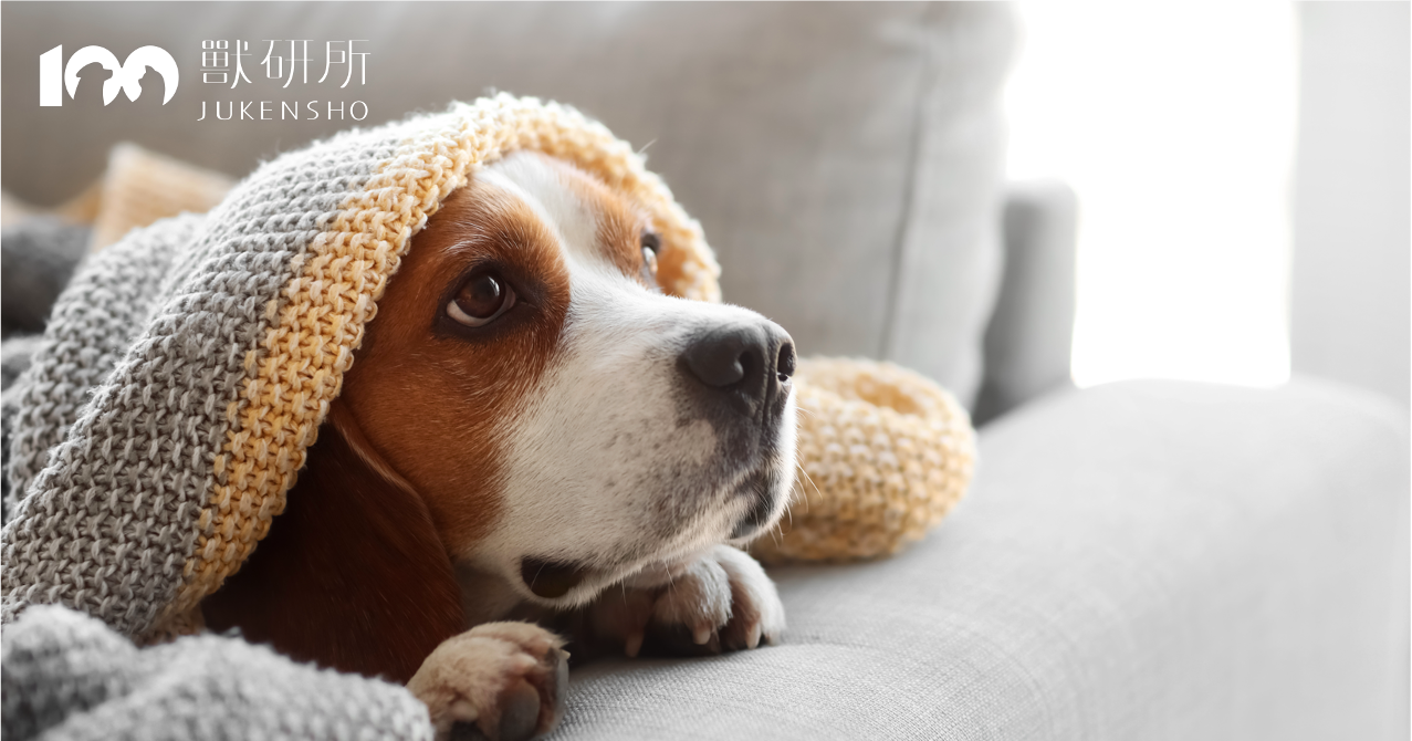 dog-cold-in-bed