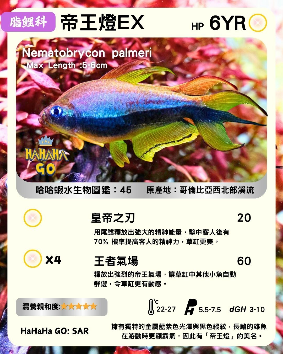 帝王燈｜Emperor tetra