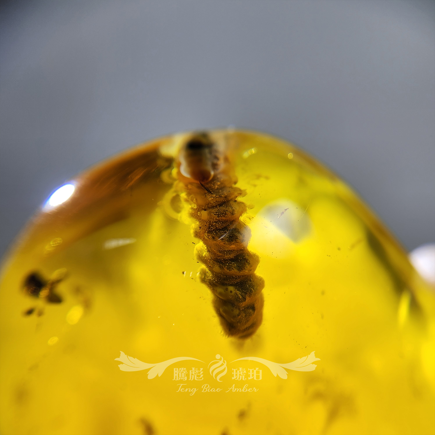 傳家級天然意象含蟲琥珀鱗翅目化石掛件