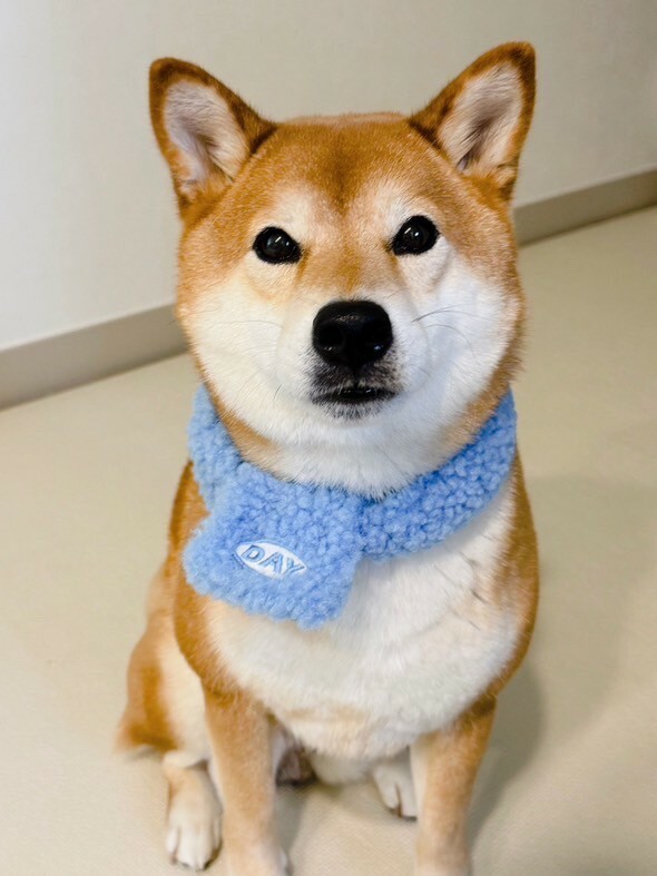 【現貨】Cuddly day．蔚藍俊俏圍巾