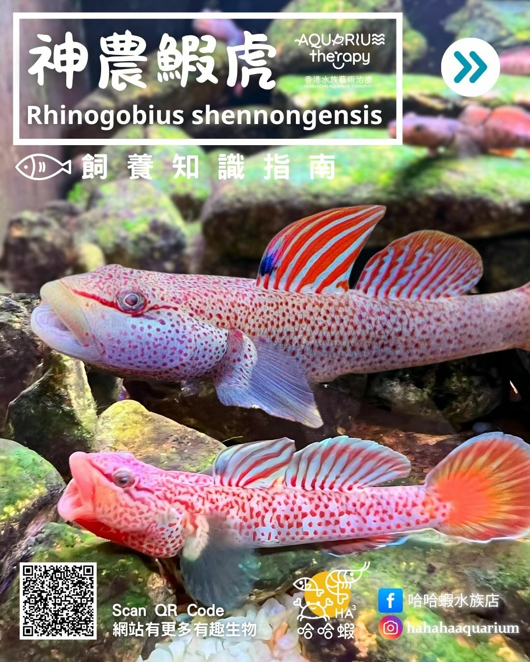 神農鰕虎｜Rhinogobius shennongensis
