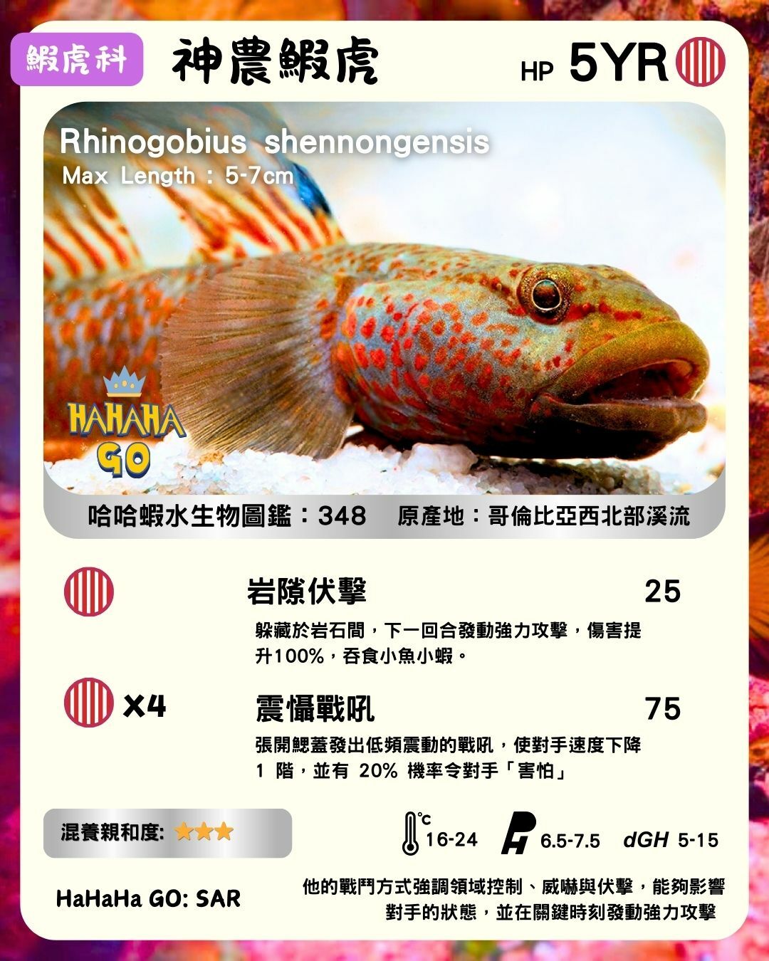 神農鰕虎｜Rhinogobius shennongensis