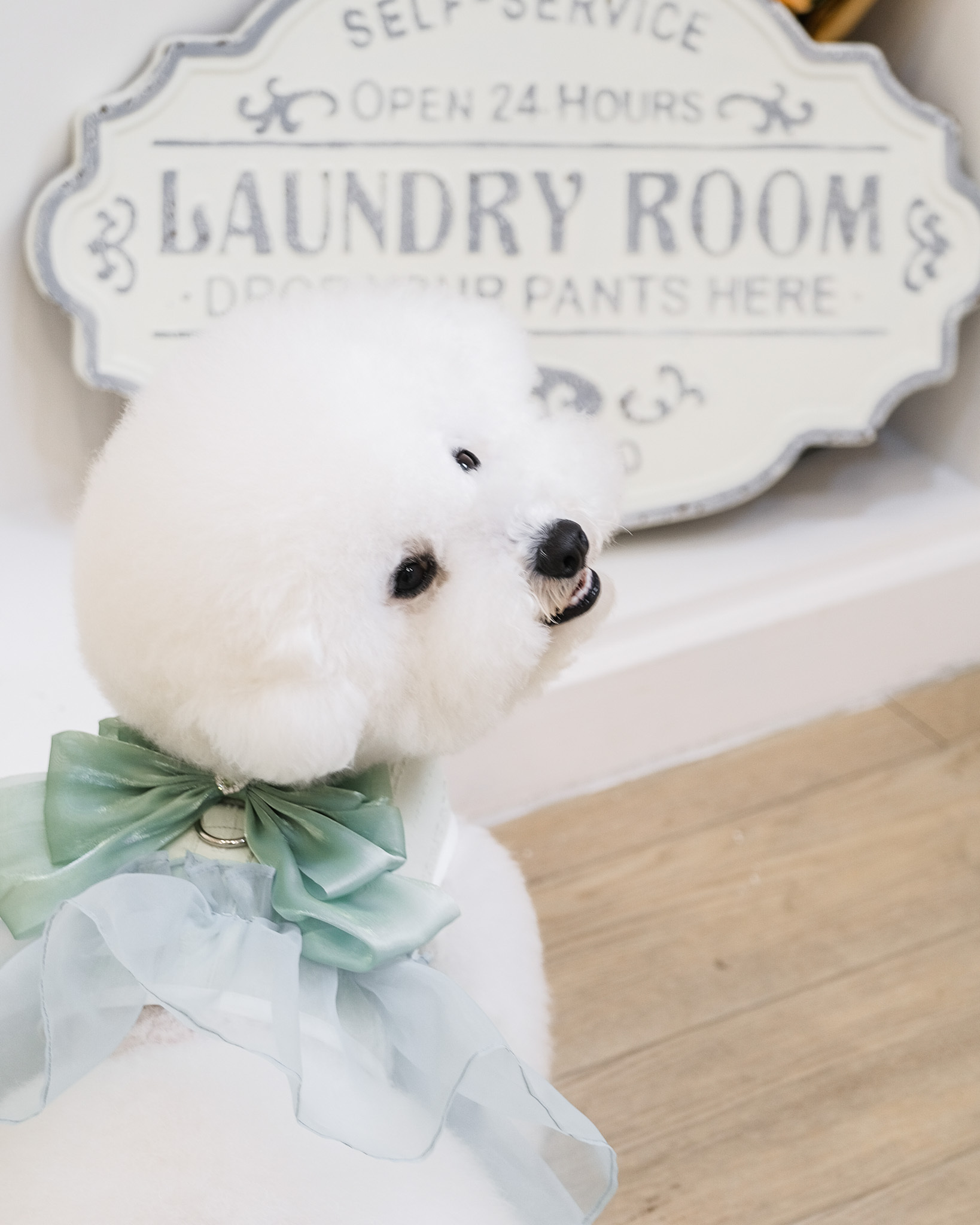 澎澎的幸福胸背 (3色)