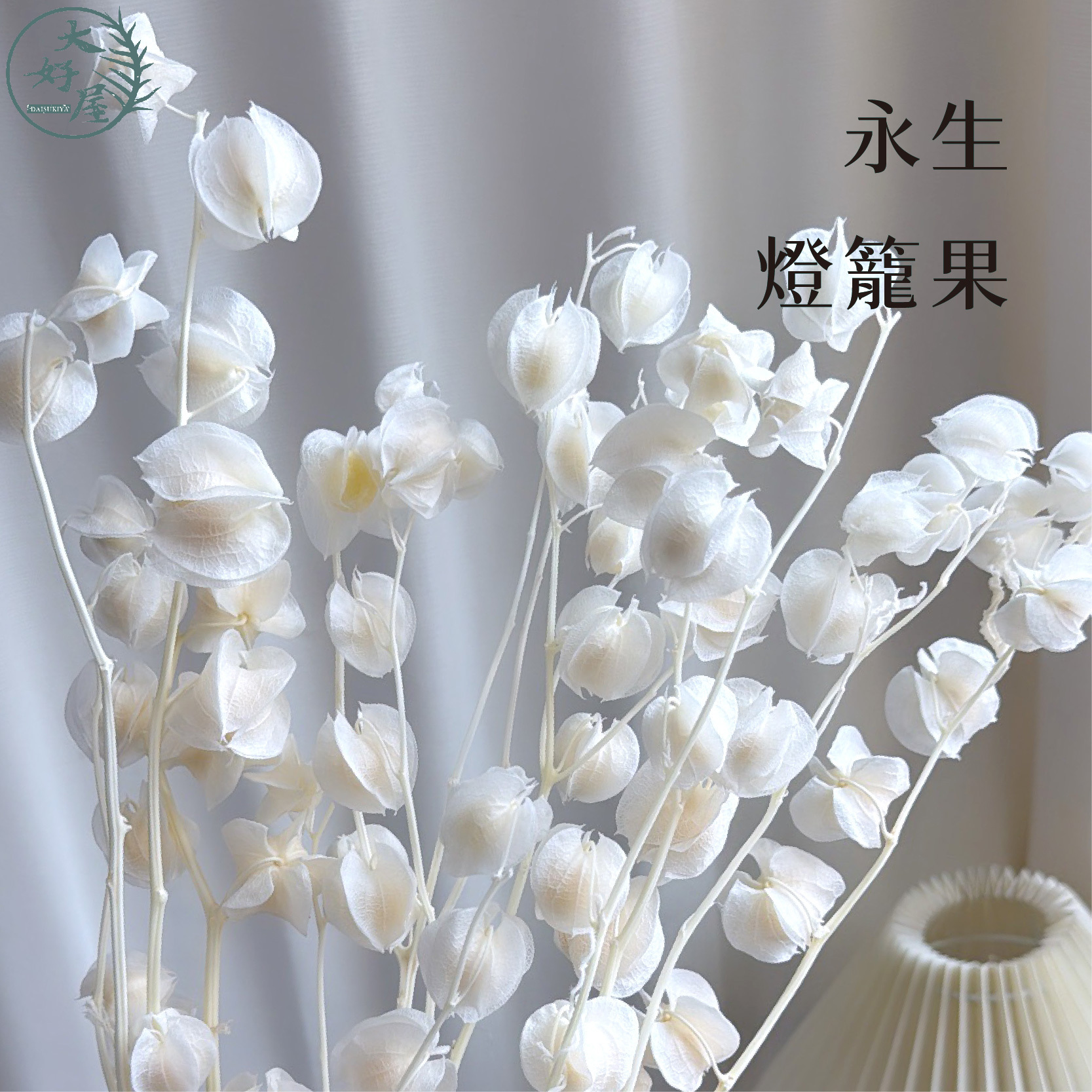 永生燈籠果【大束裝】