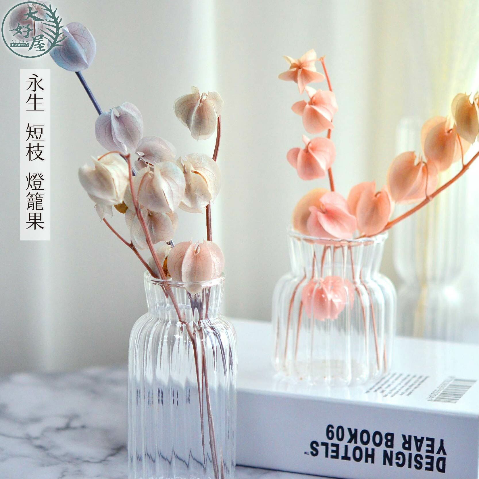 永生燈籠果【10顆裝】