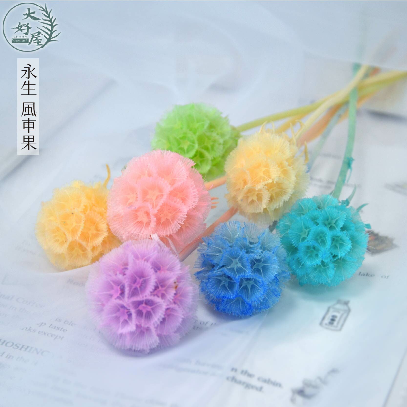 永生風車果【單支裝】