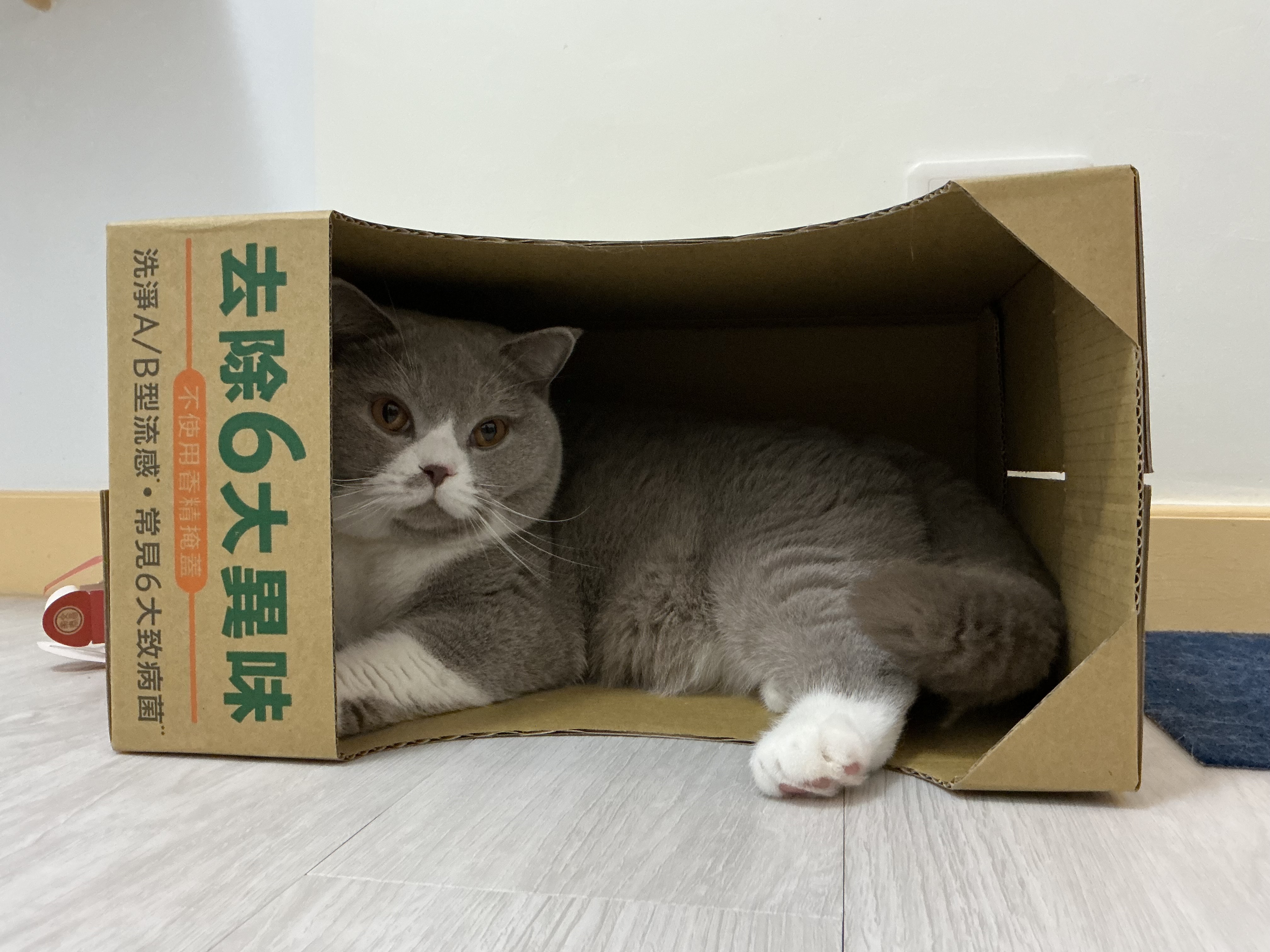 去除貓咪亂尿尿異味