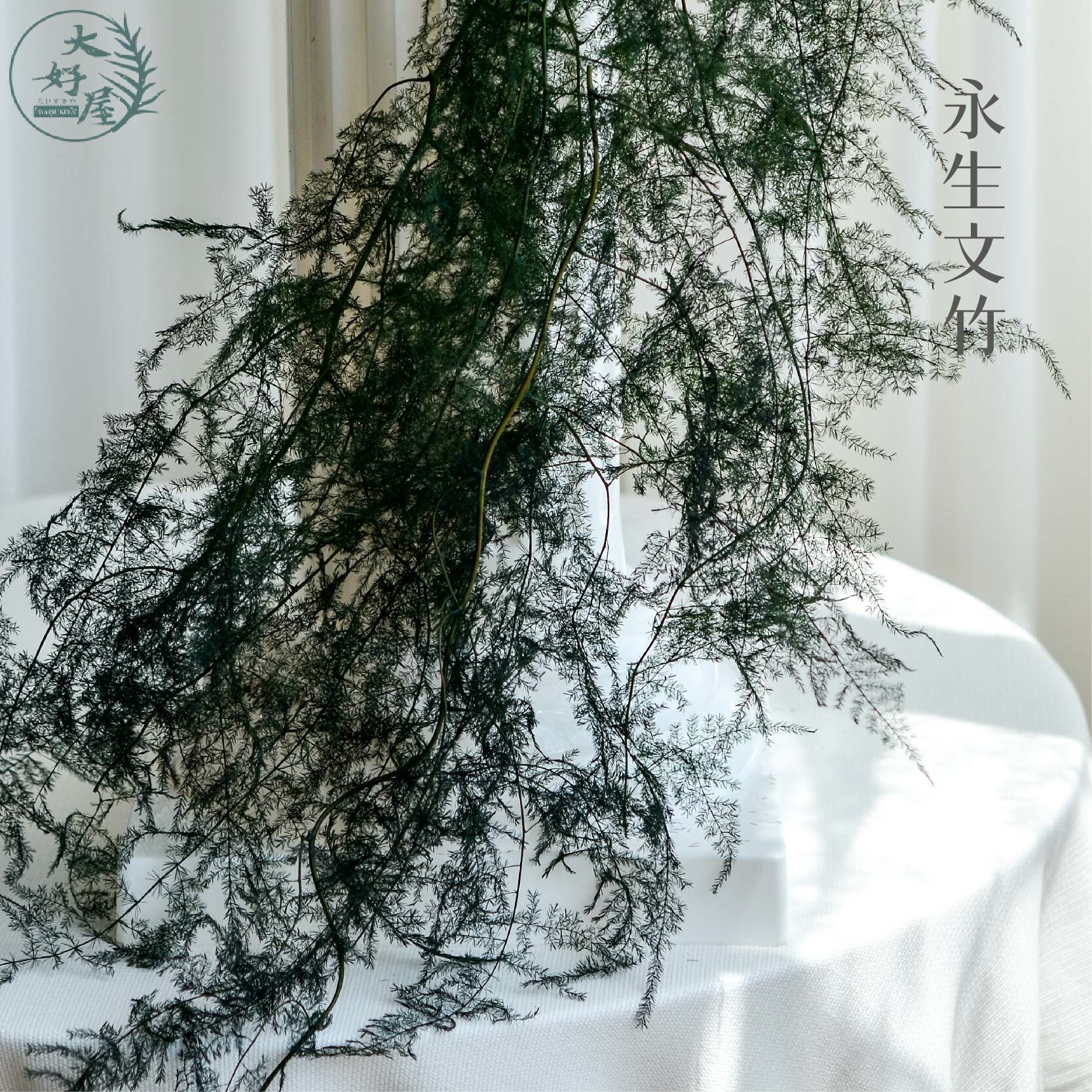 永生文竹【大束裝】