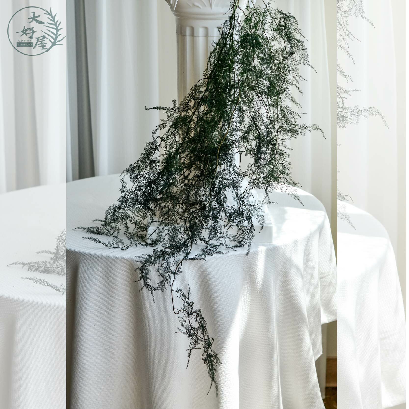 永生文竹【大束裝】