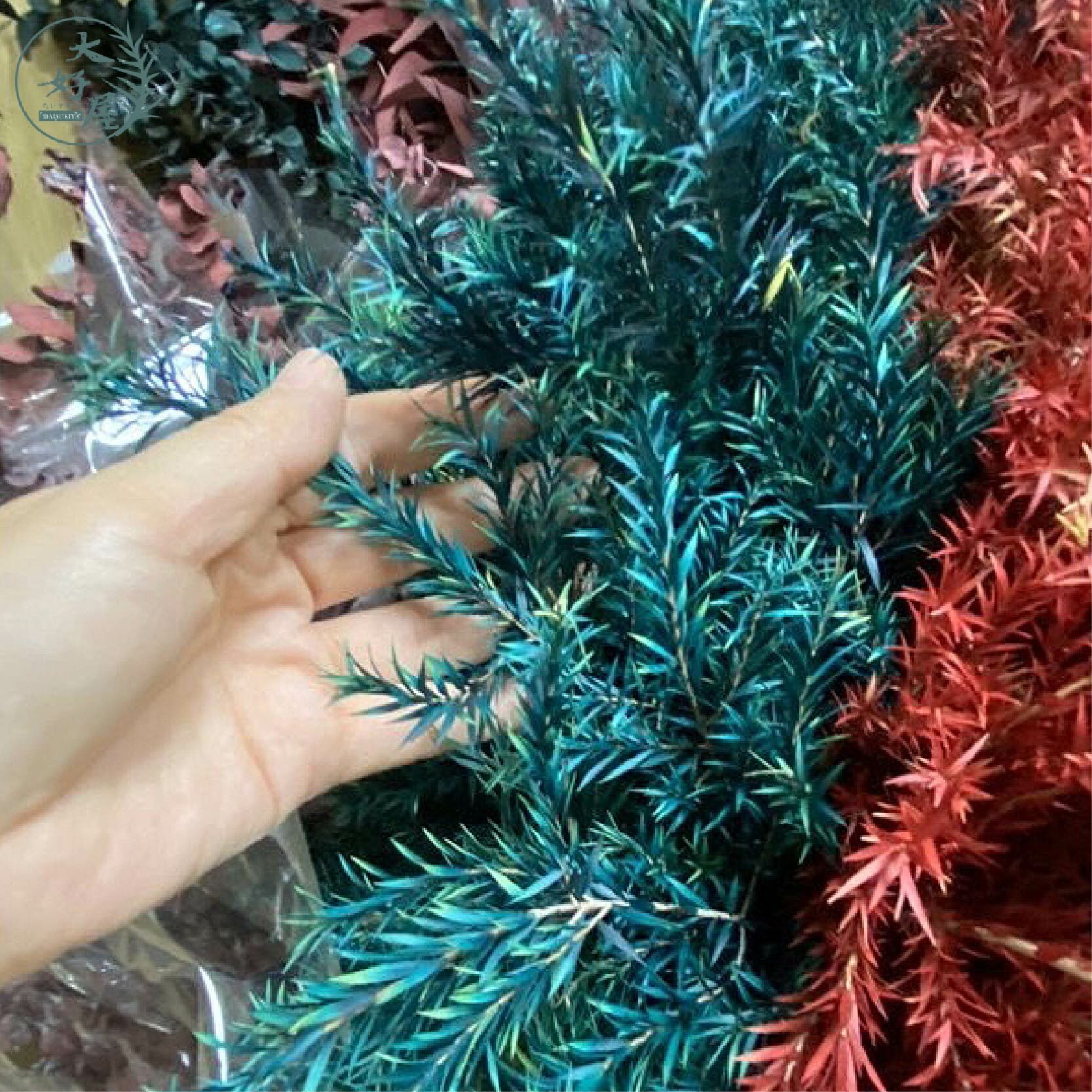 永生茶樹【大束裝】