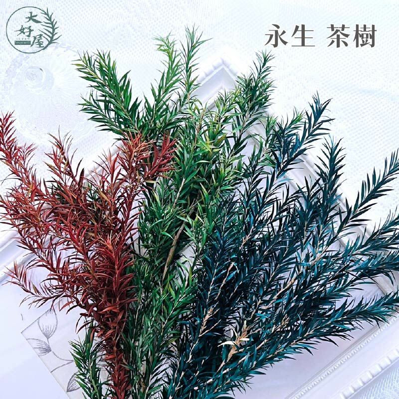 永生茶樹【小束裝】
