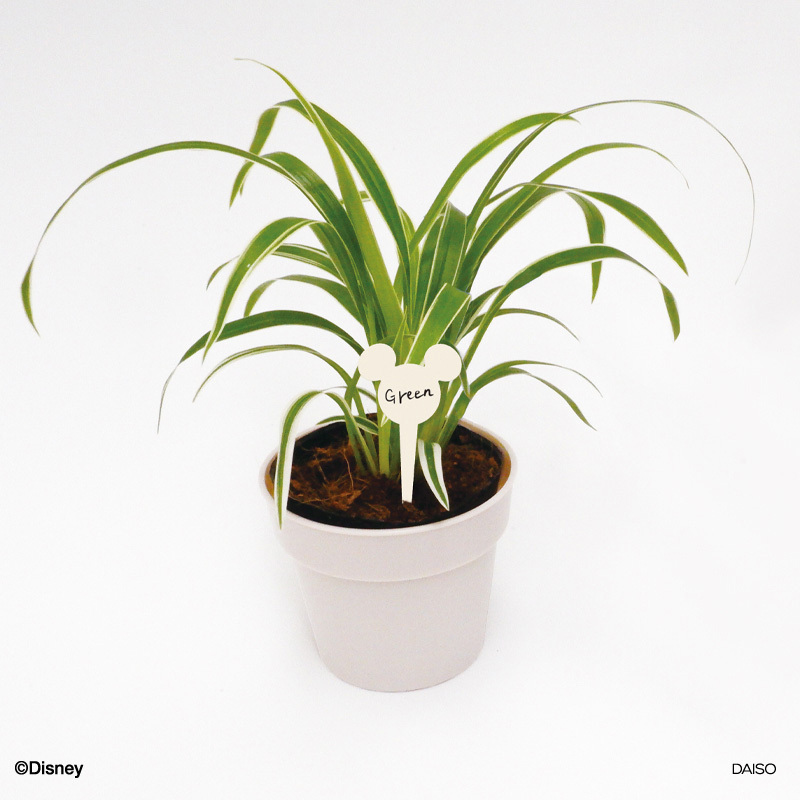 園藝標示牌/米奇 12入