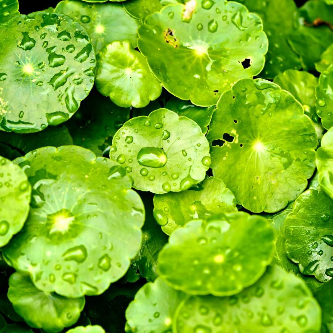 積雪草又稱「雷公根」或「老虎草」，是一種多年生草本植物，擁有溫和的適應原成分，能有效修護受損肌膚，迅速恢復至正常穩定的狀態。