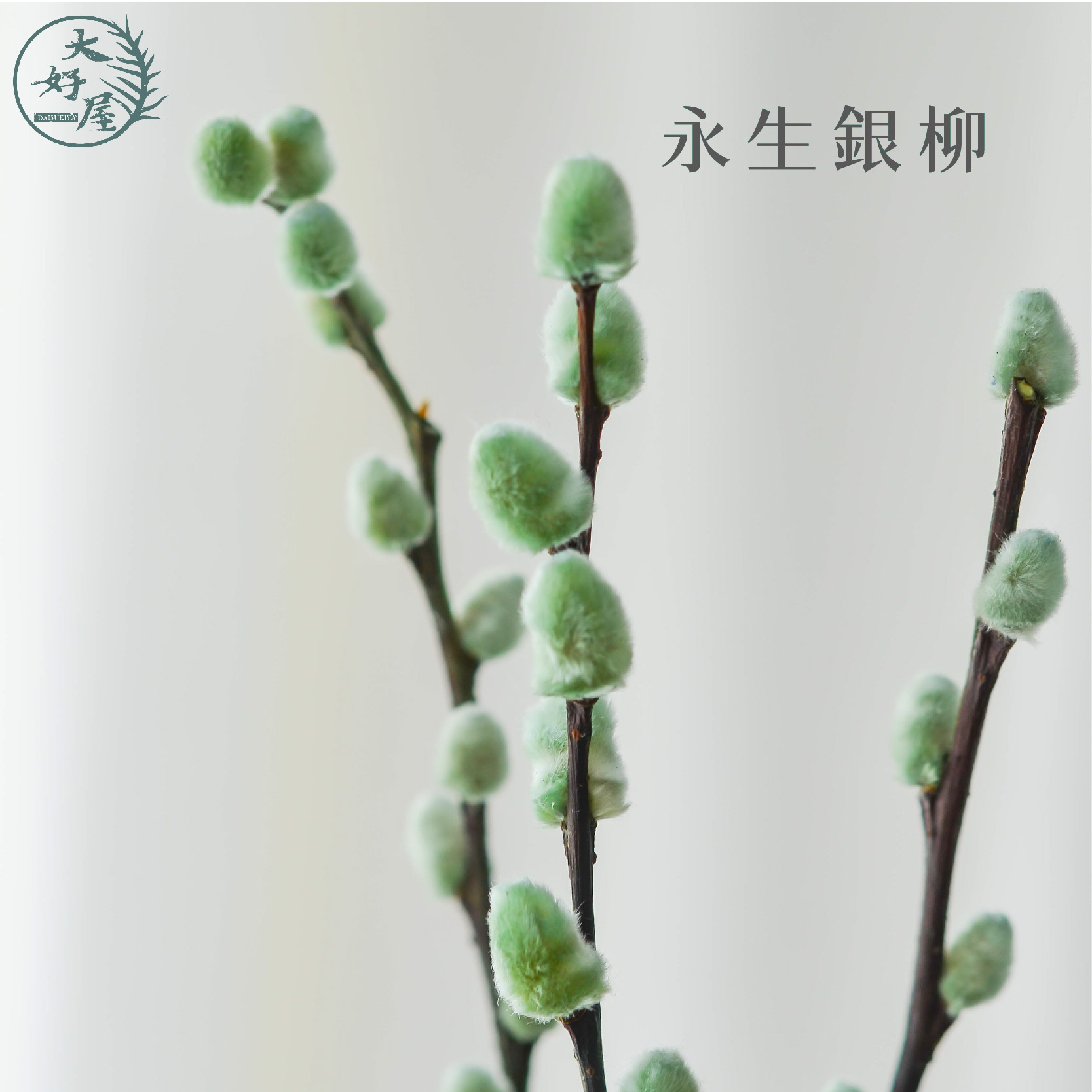 永生銀柳【大束裝】(貓柳)