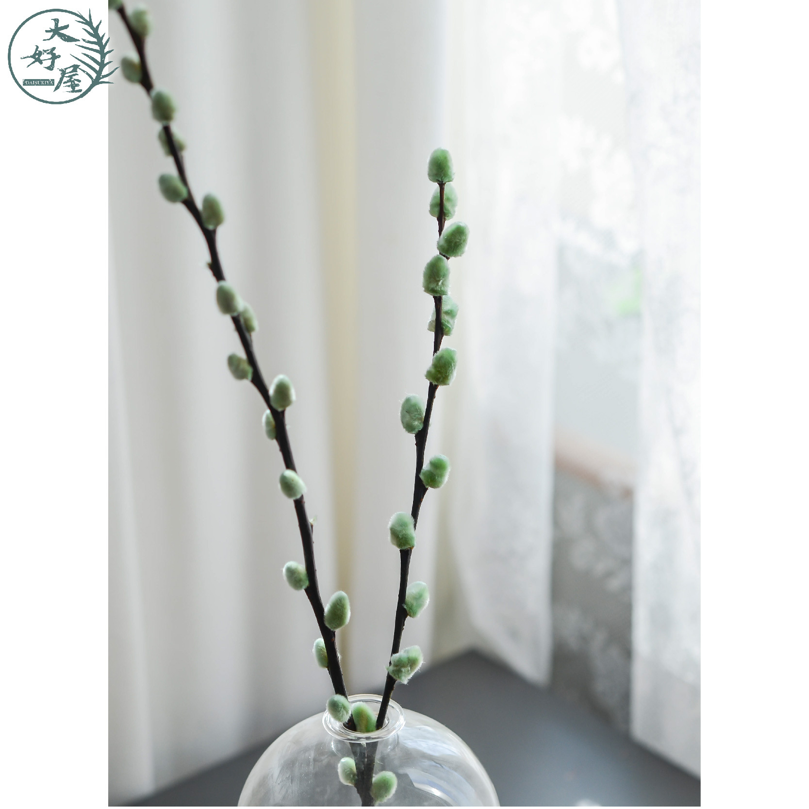 永生銀柳【大束裝】(貓柳)