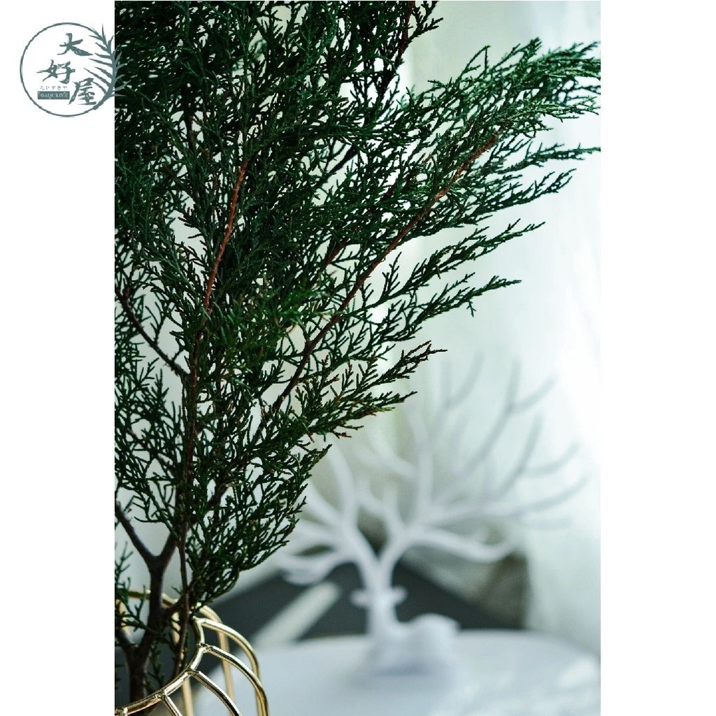 永生扁柏【大束裝】(鹿角松)