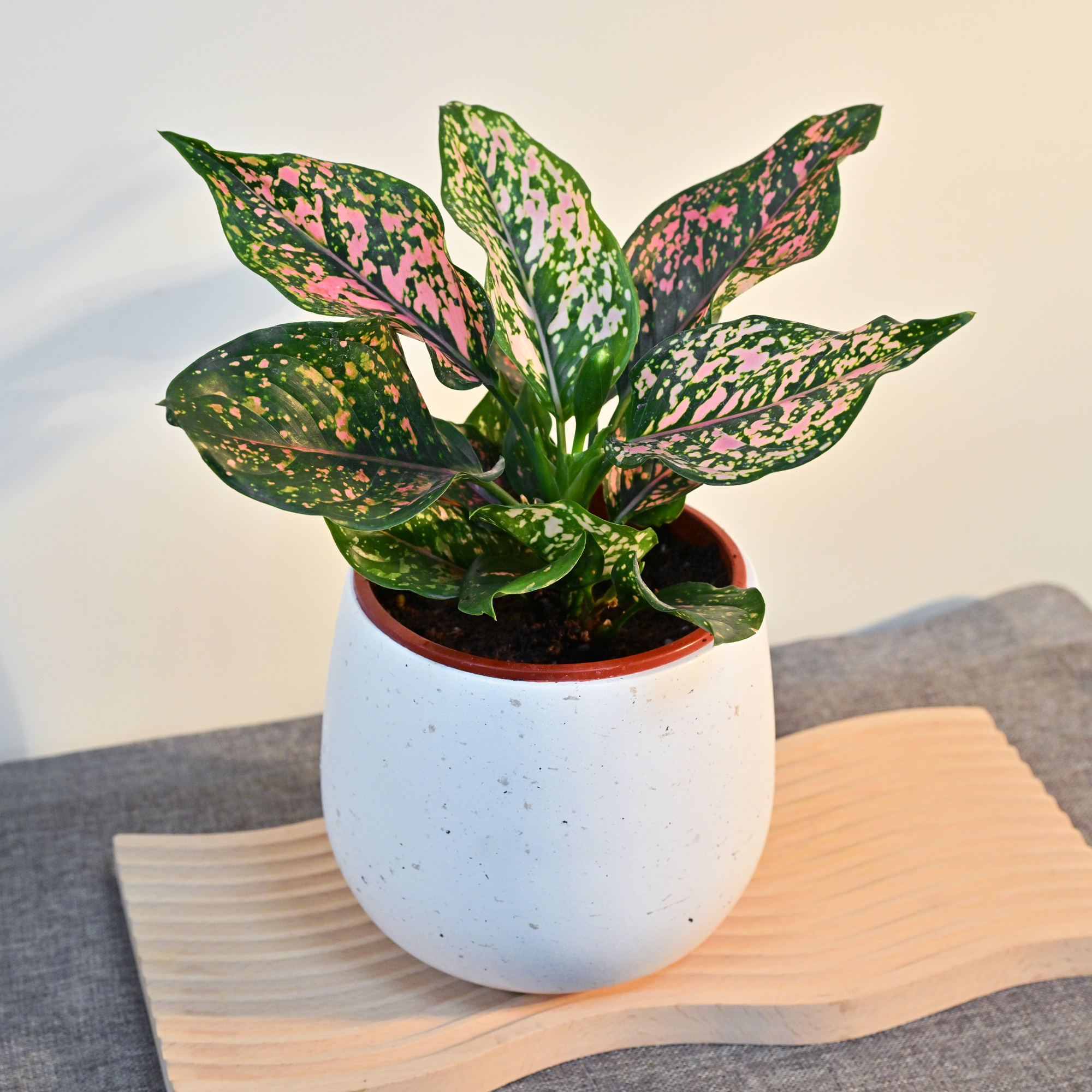 粉紅大麥町粗肋草(4寸小品盆栽)