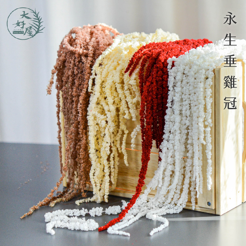 永生垂雞冠【大束裝】