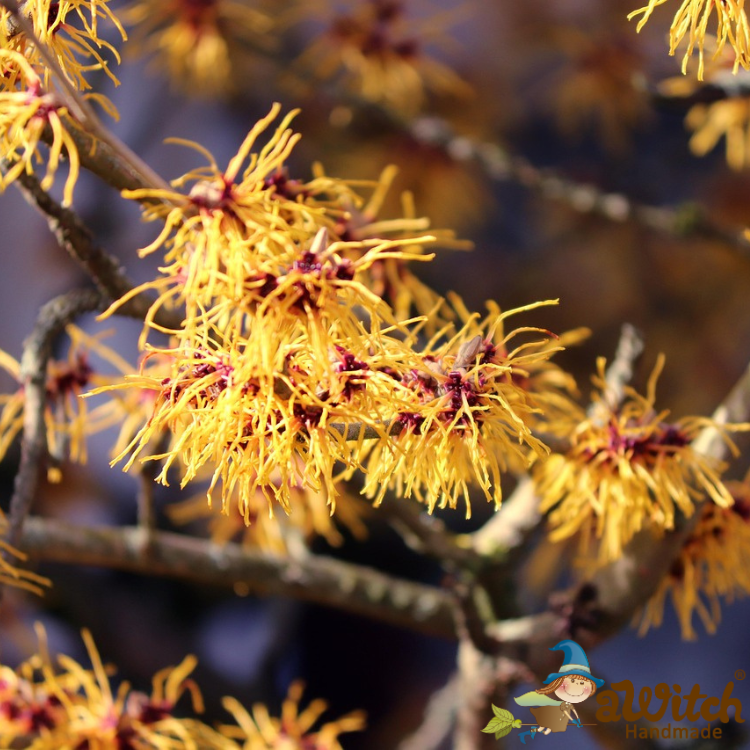 有機北美金縷梅純露 金縷梅花水