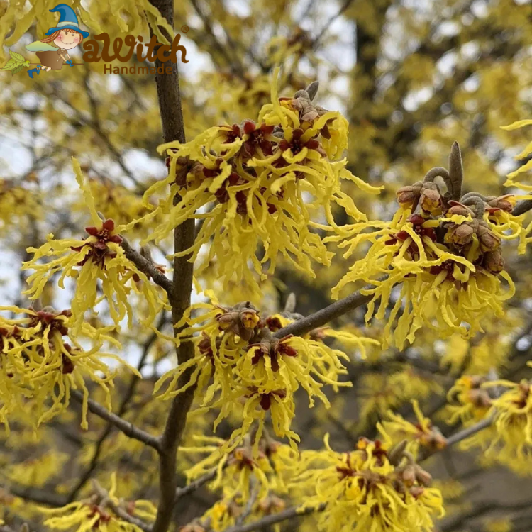 有機北美金縷梅純露 金縷梅花水