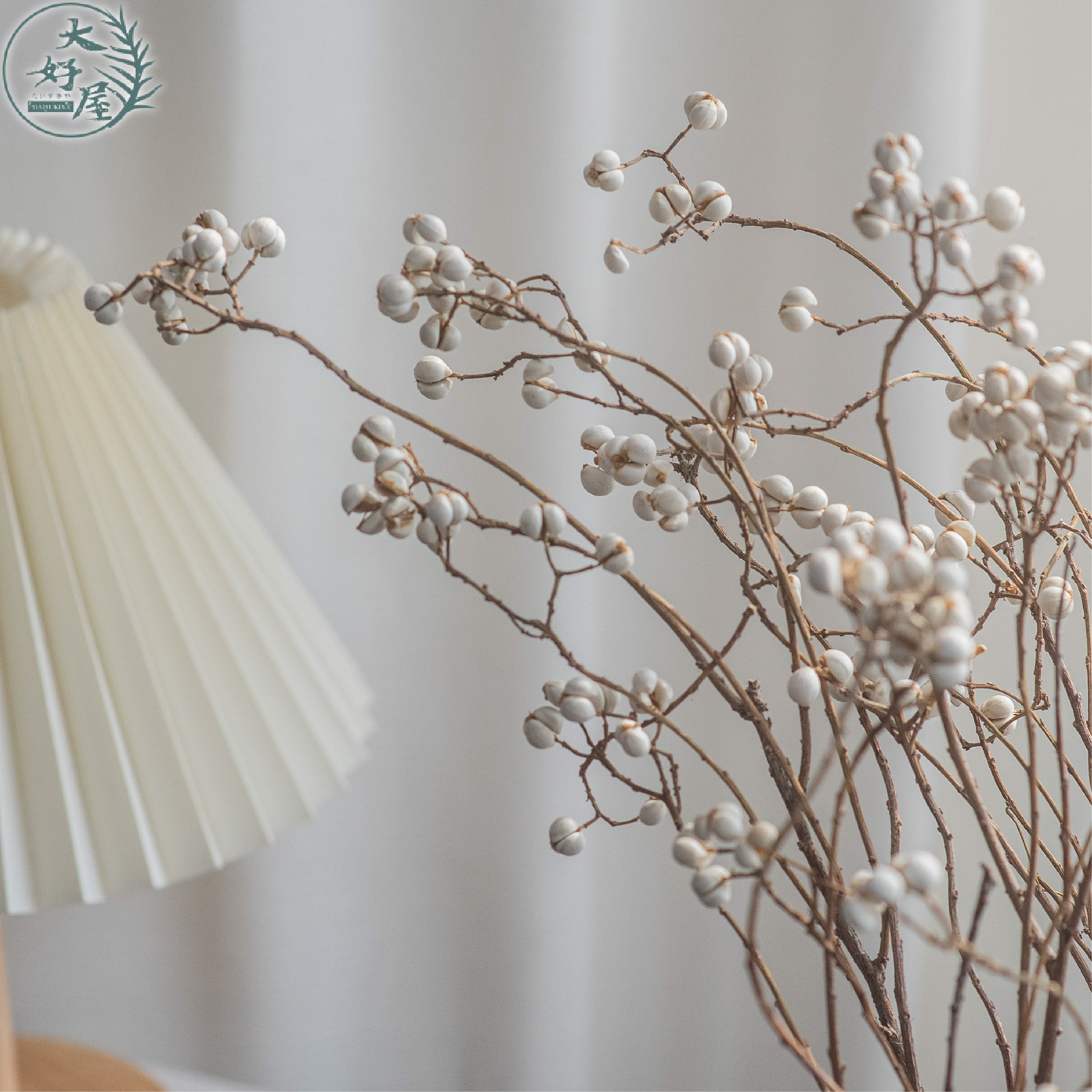 乾燥/永生 烏臼【大束裝】(小白果)