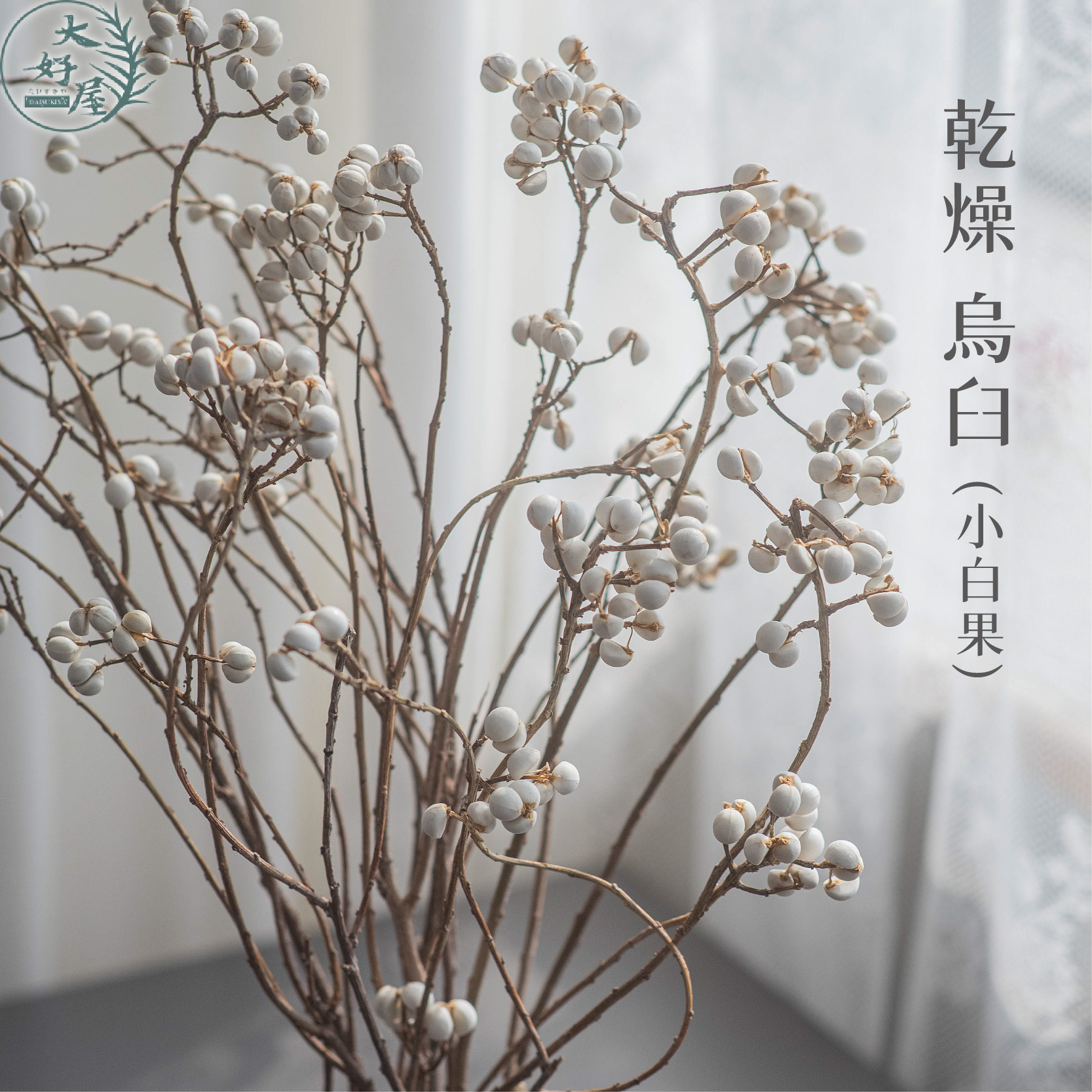 乾燥/永生 烏臼【大束裝】(小白果)