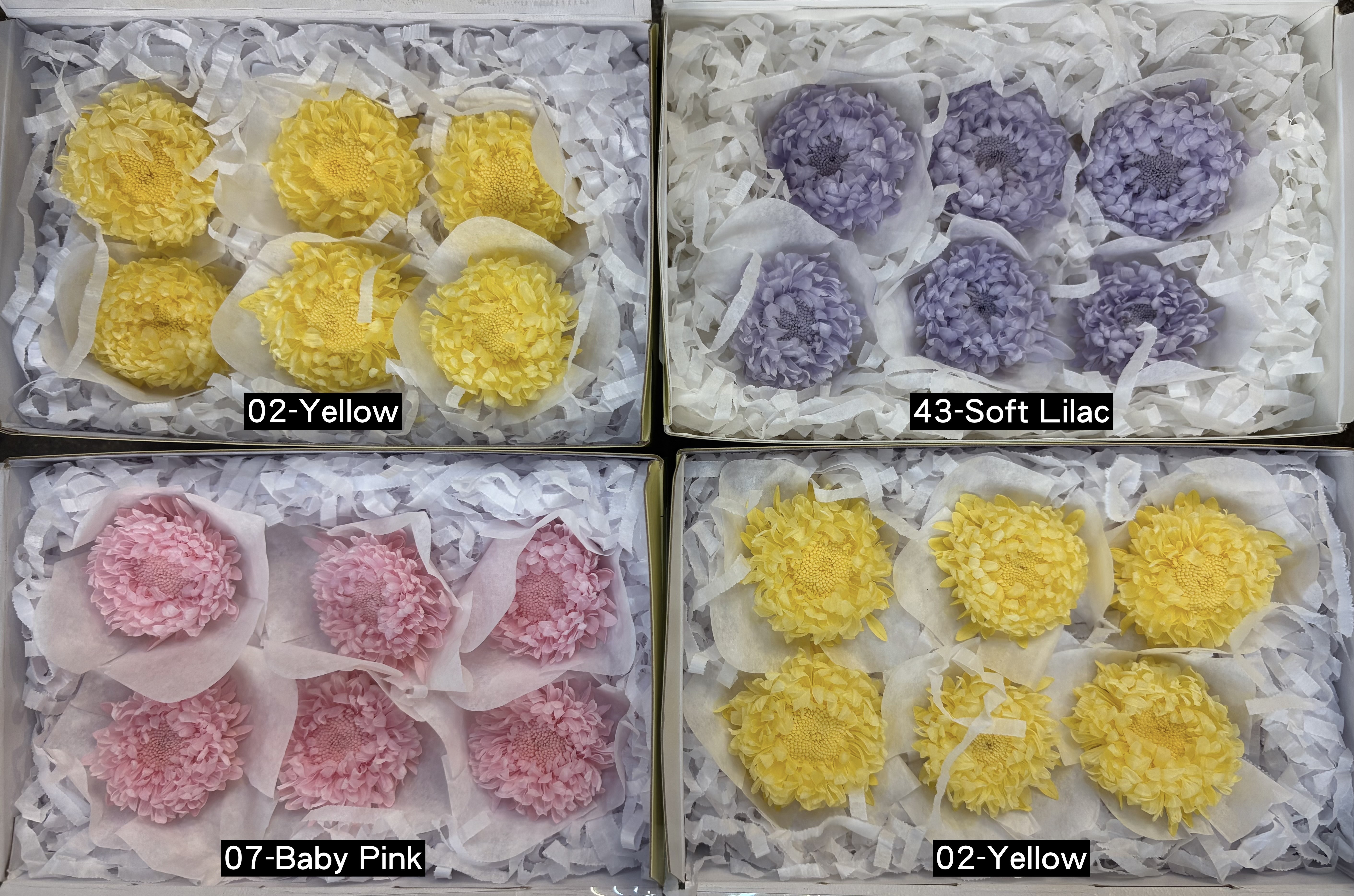 日本Florever永生紫苑花