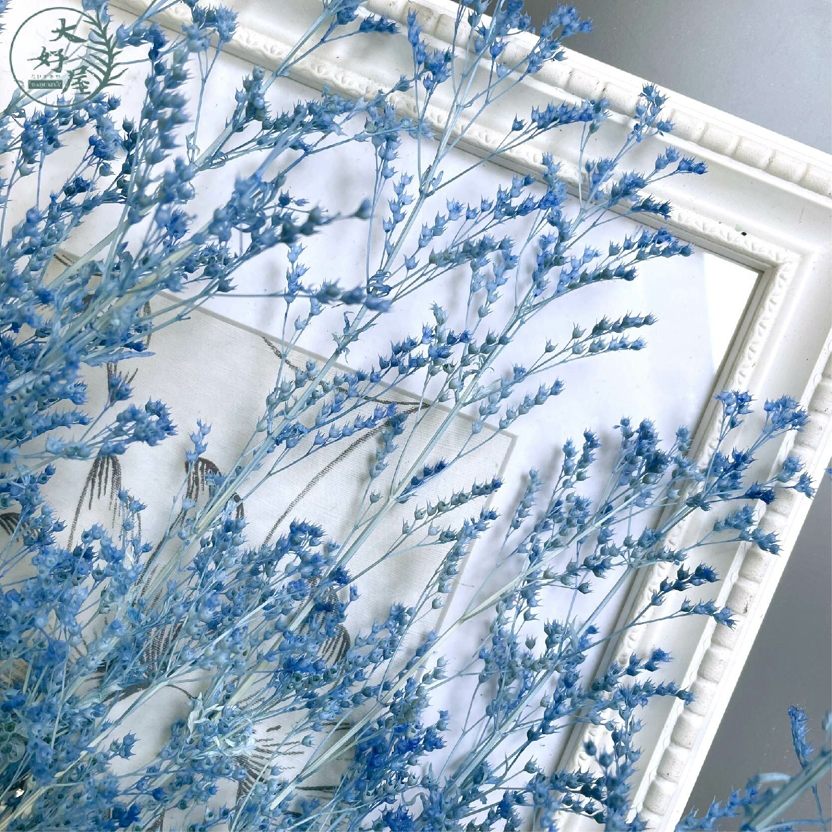 永生藍星草【大束裝】