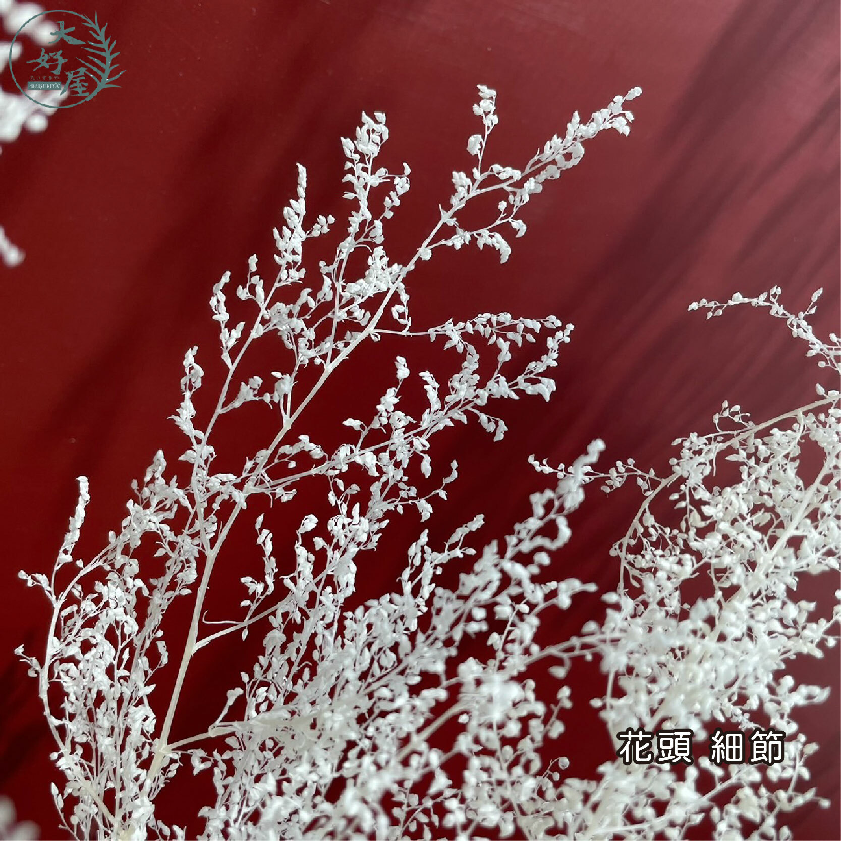 永生咪咪草【大束裝】