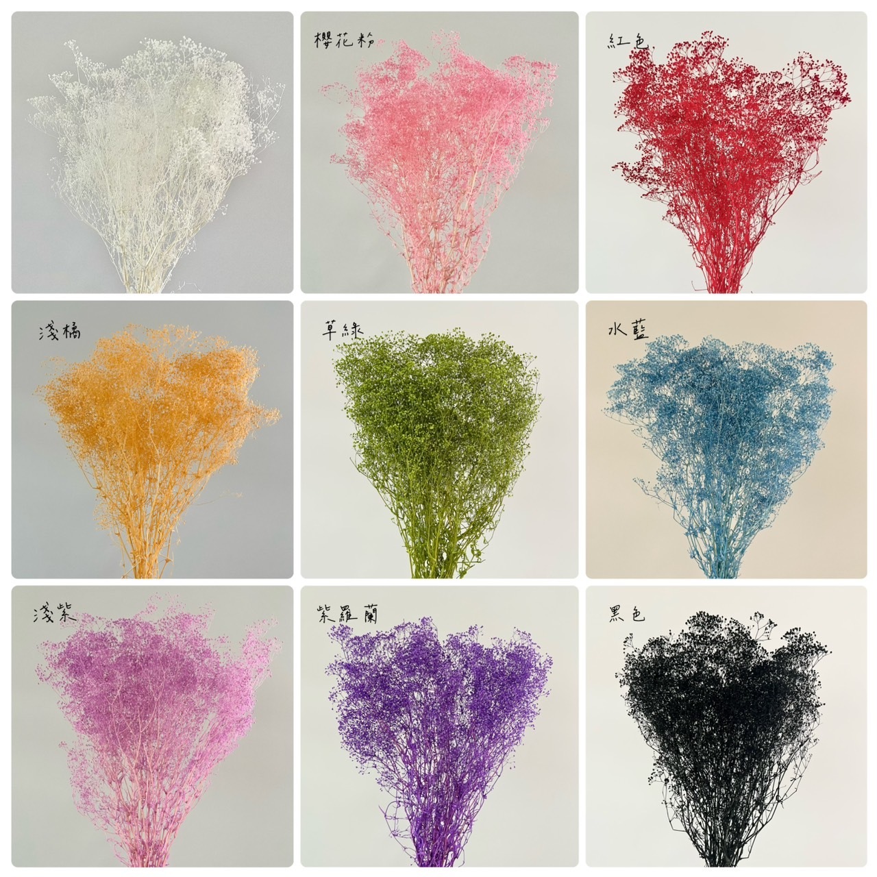 不凋迷你滿天星