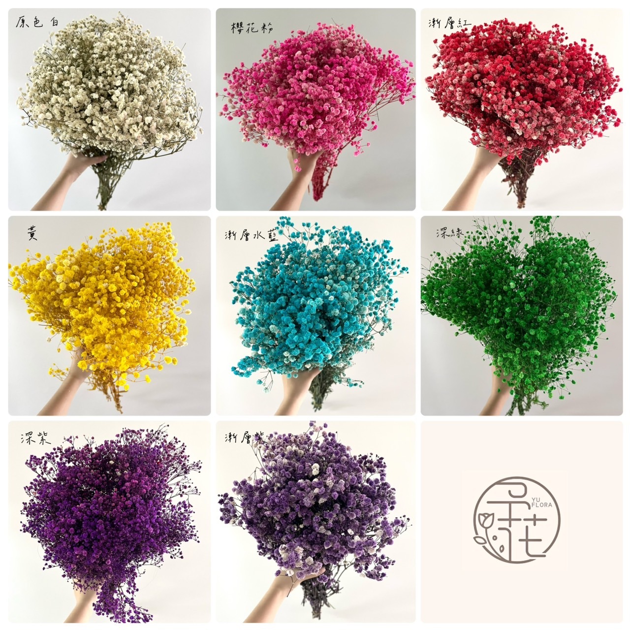 不凋滿天星(原裝把)